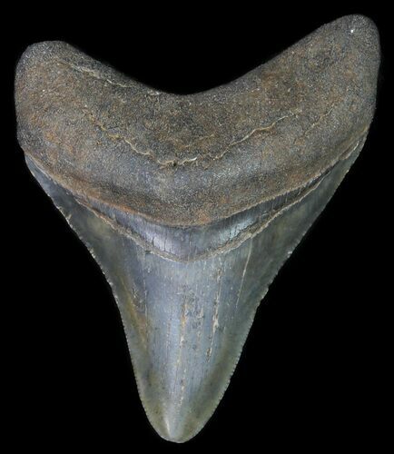 Fossil Megalodon Tooth - Georgia #65757